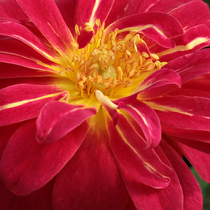 Narudžba ruža - patuljasta ruža  - žuta - crvena - Rosa  Cleopátra - diskretni miris ruže - - - Obiluje raznovrsnim cvjetnim bojama, pogodna za ukrašavanje rubova